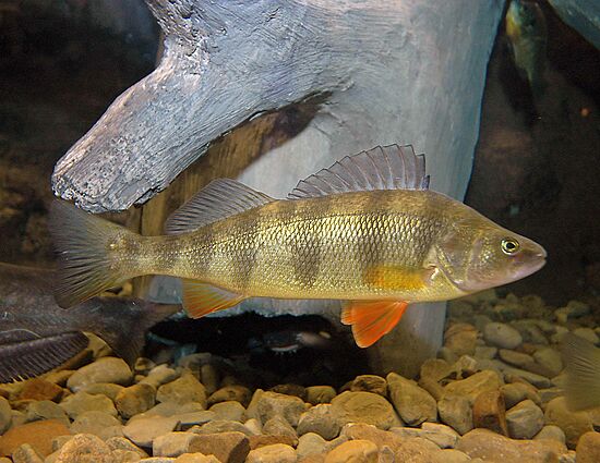 West Virginia Native Fish